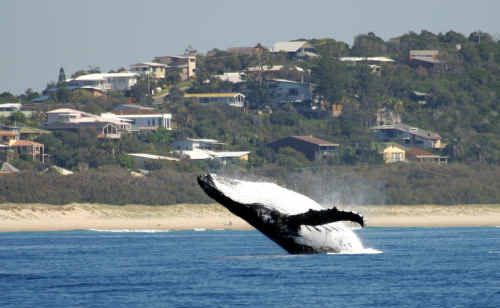 Whale migration has started very early this year. Whale migration has started very early this year.